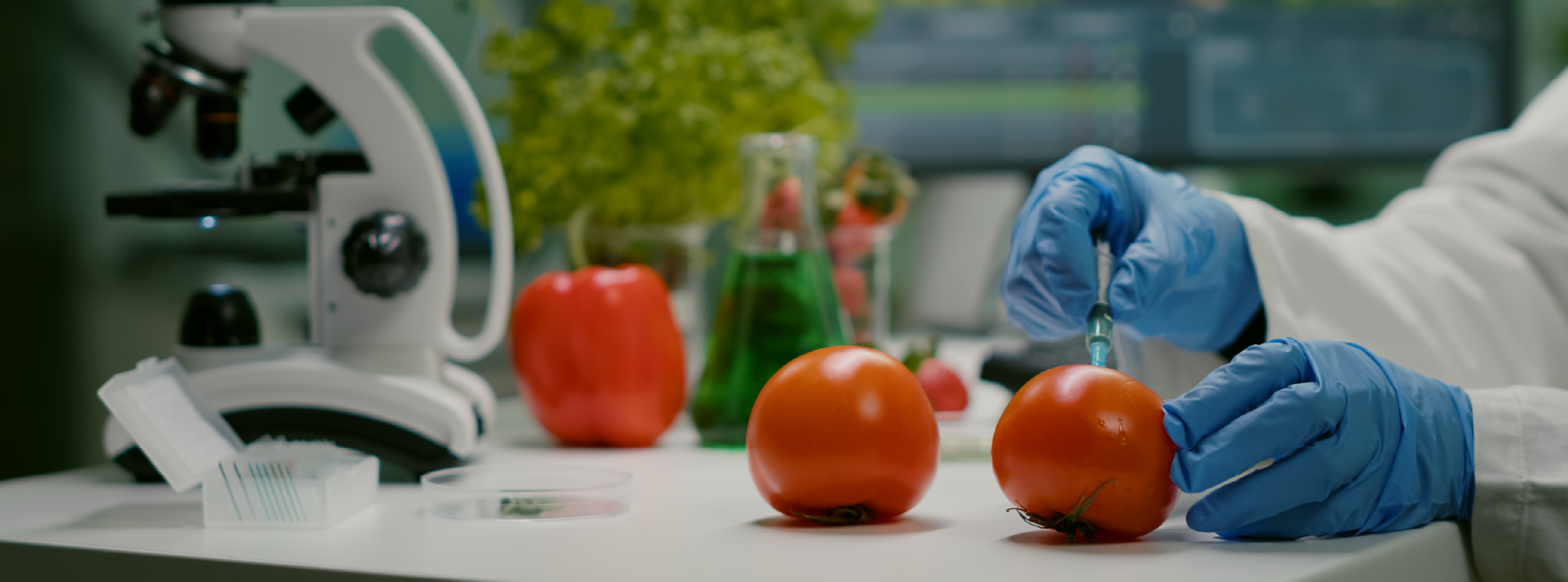 A person in a lab coat holds a ripe tomato, extracting material with a needle