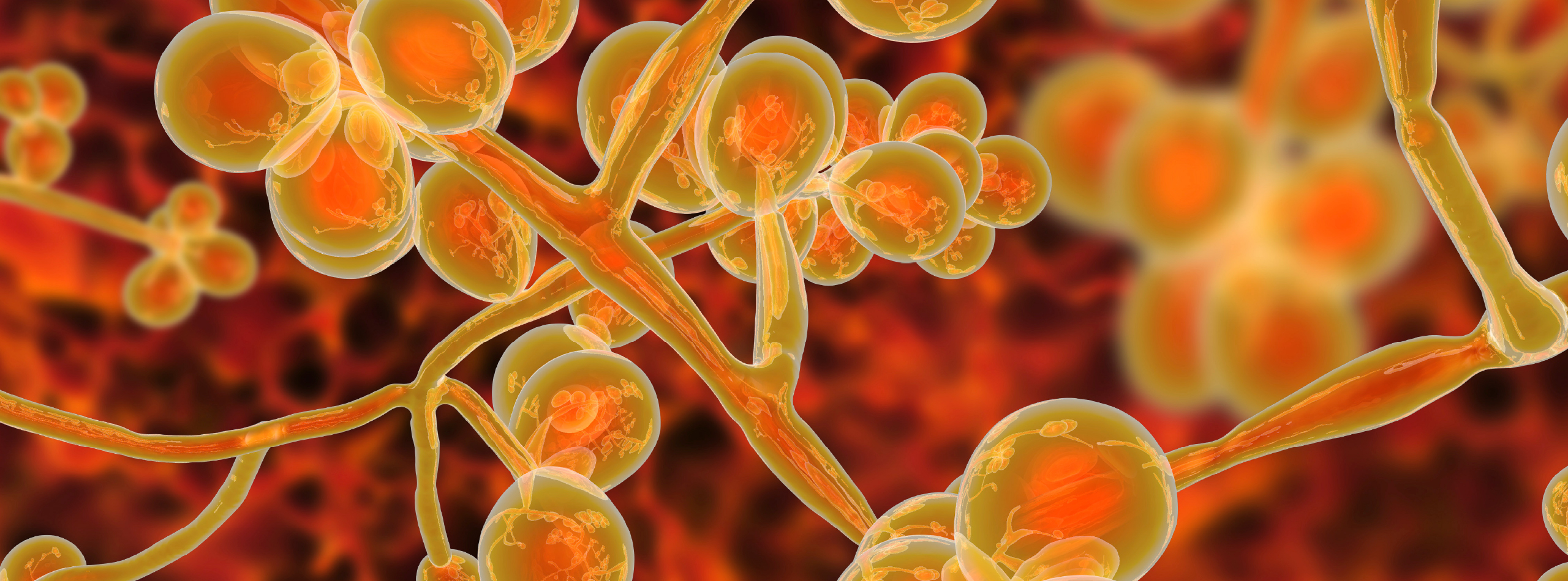 a microscopic image of orange and red fungi set on a deep red background