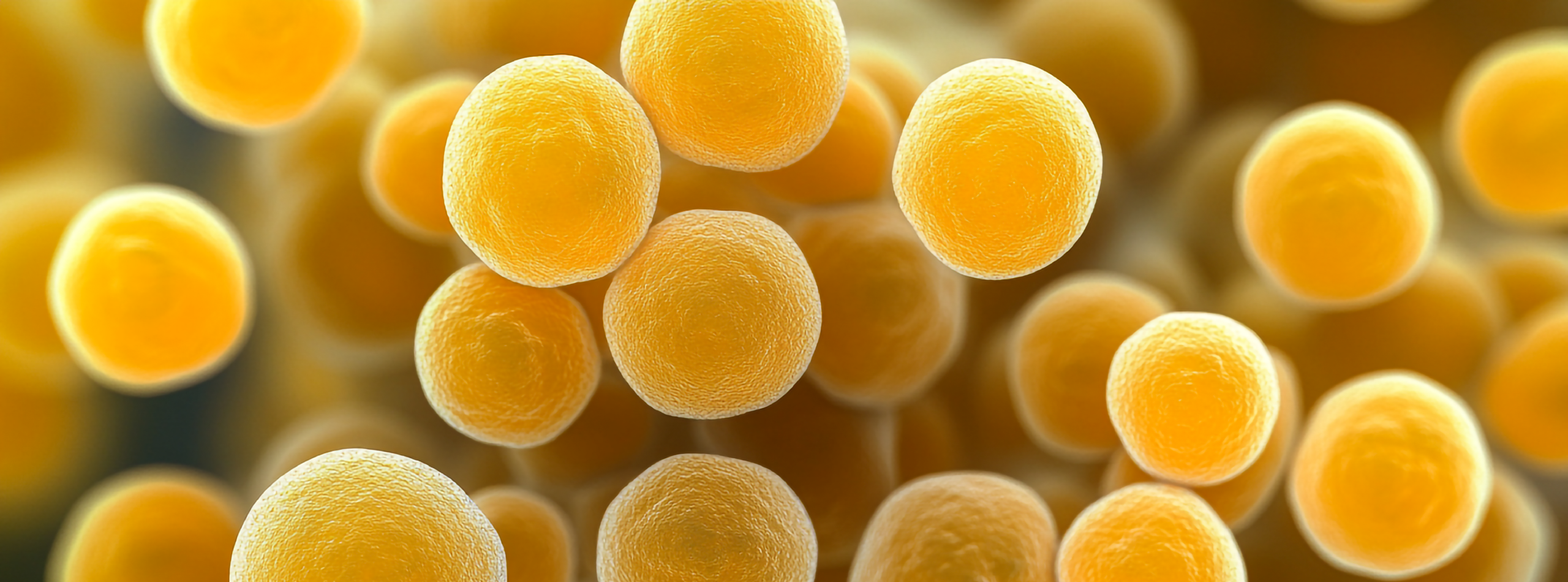 A close-up view of staphylococcus aureus clustered together on a surface.