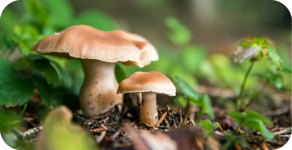mushrooms growing on a log in a forest. Mushroom pathogen testing makes up a significant part of R-Biopharm Australia's applied testing solutions