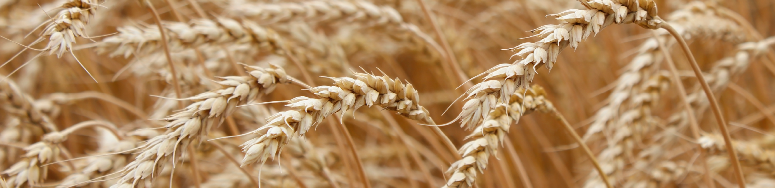 ears of wheat in a field