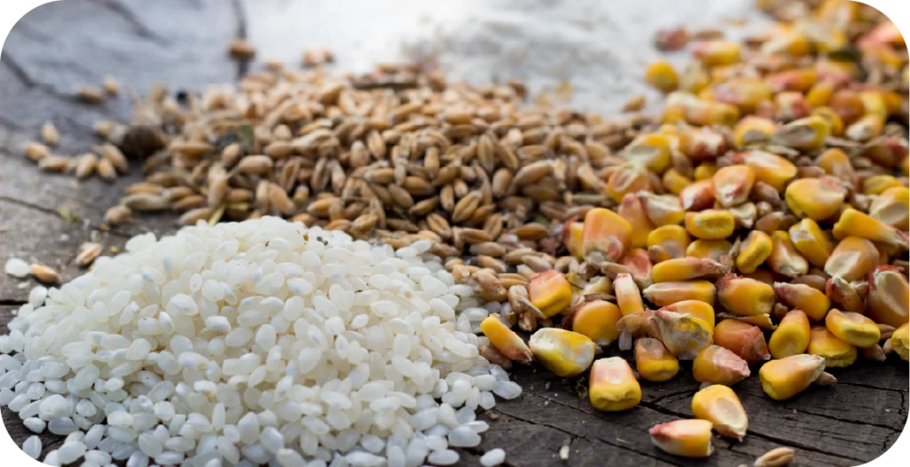 grains and beans on a table ready to be subjected to DON testing