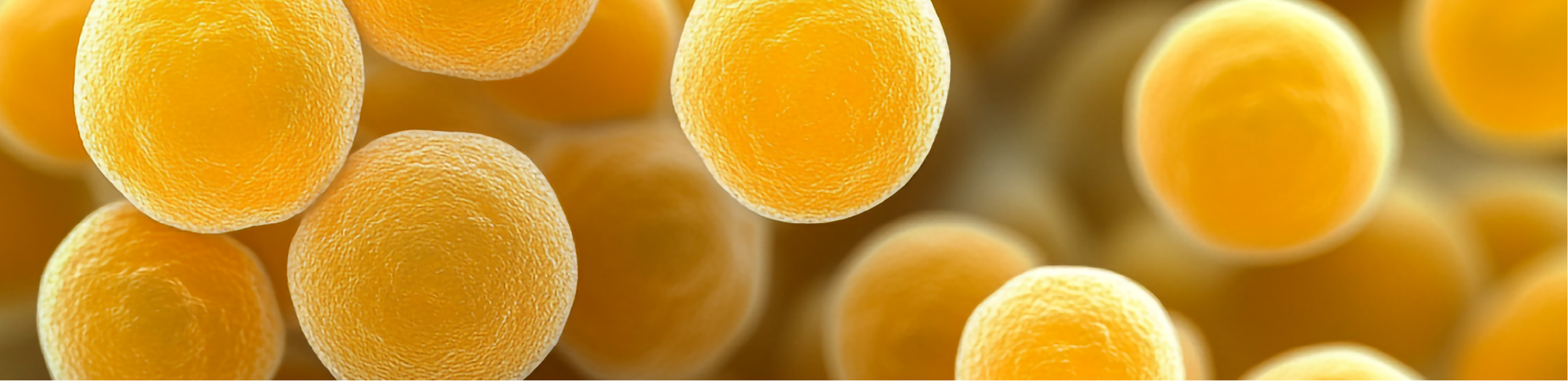 a cluster of yellow, spherical bacteria clustered together