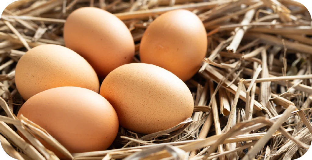 Egg allergen testing is crucial for the guaranteed product quality of eggs, such as these, placed in a nest after being freshly laid