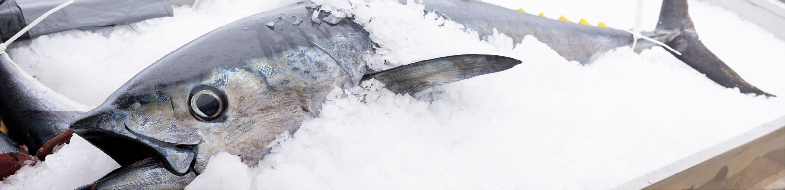 a tuna lying in a bed of ice in a fishmonger shop