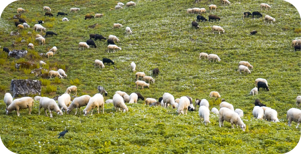 a number of white and black sheep grazing in a lush green field