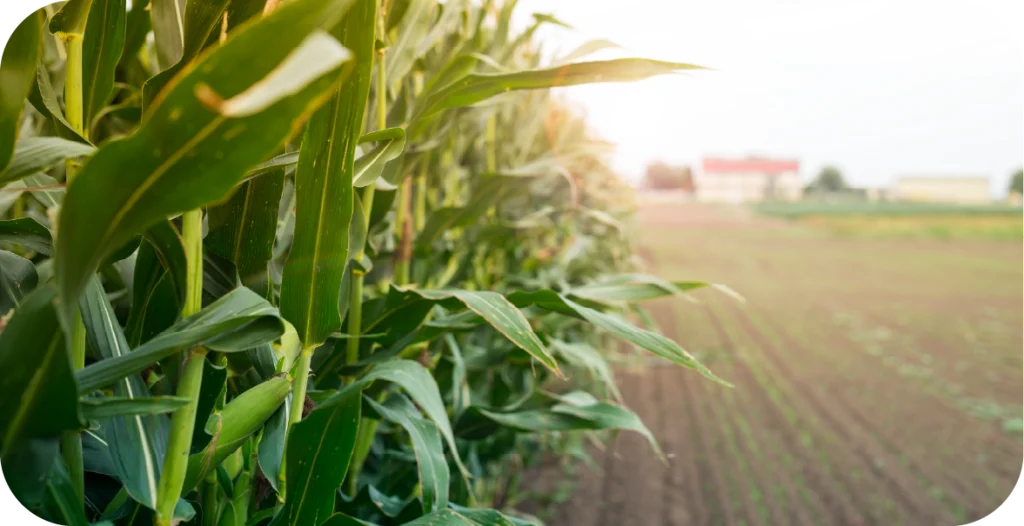 corn in a field at sunset that will be subjected to Fumonisin Testing prior to consumption