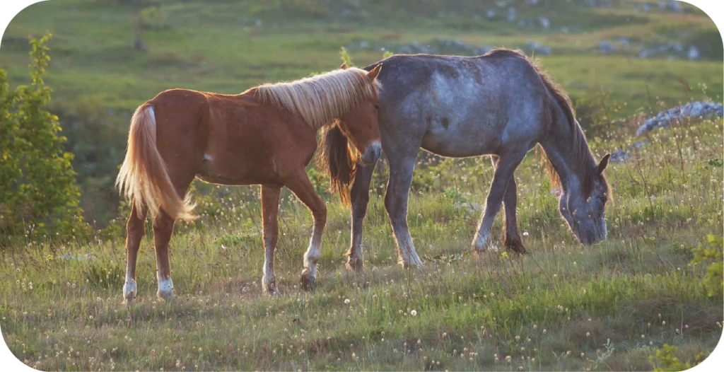 horses grazing in a paddock