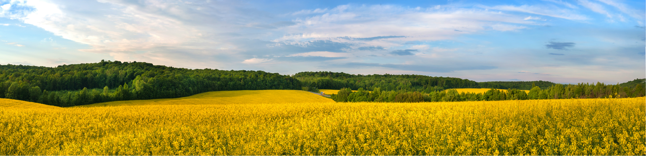 A field of canola with dark green mountains in the background and a vibrant blue sky