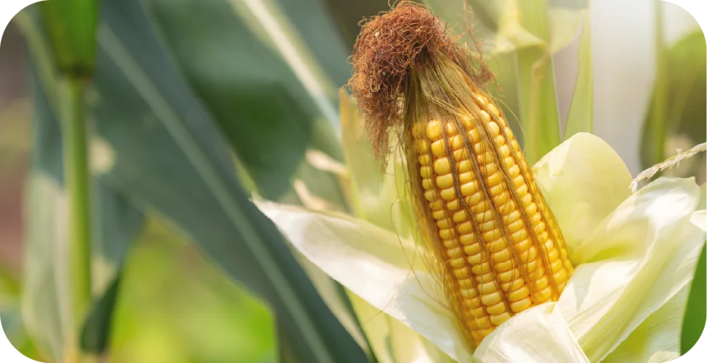 An ear of corn ripening in a field, soon to be subjected to GMO testing