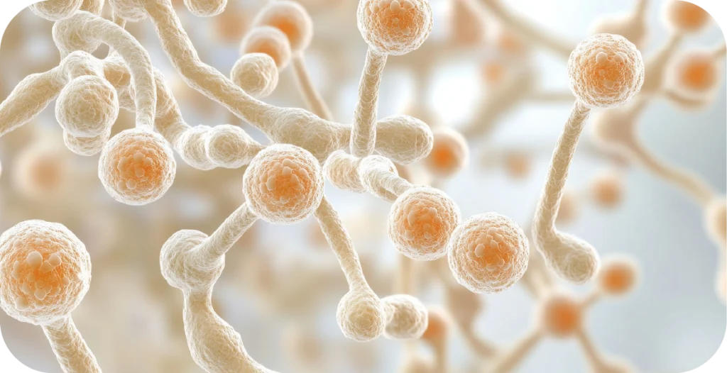 a close up image of candida albicans fungi symbolising R-Biopharm Australia's enhanced human diagnostic solutions for dermatophytosis