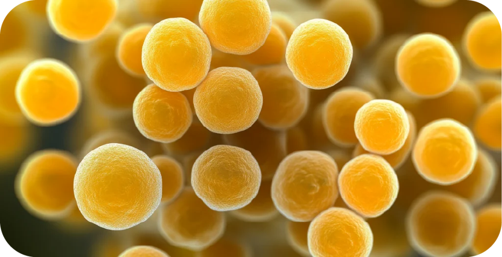 a cluster of yellow, spherical bacteria clustered together