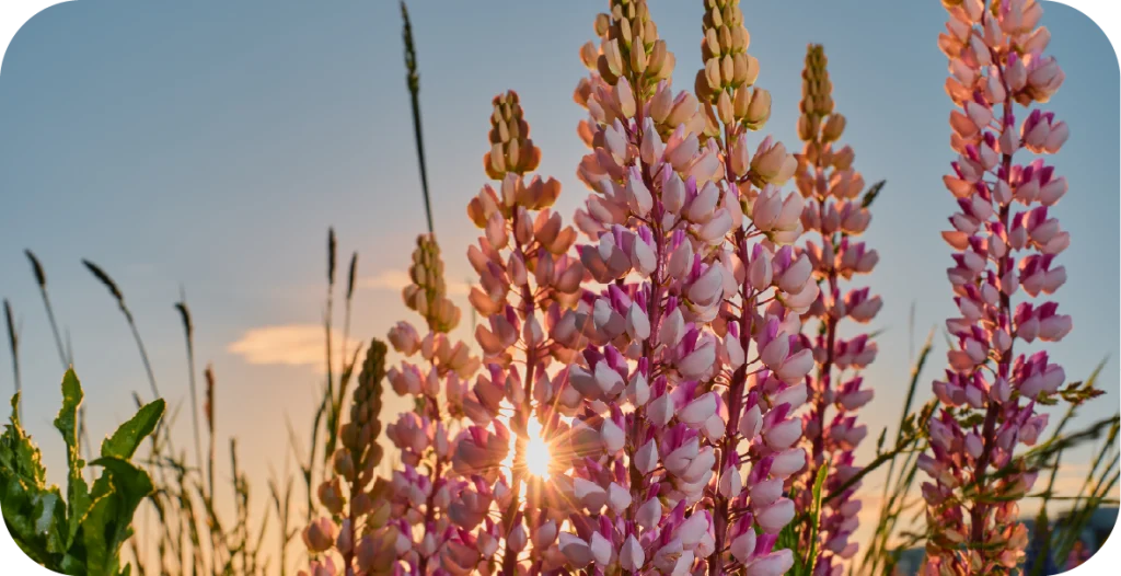 pink lupin flowers in a field at sunset. Lupin testing is critical for guaranteeing food safety
