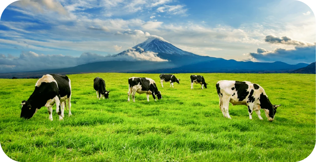 a number of dairy cows grazing in a lush green field in front of a mountain