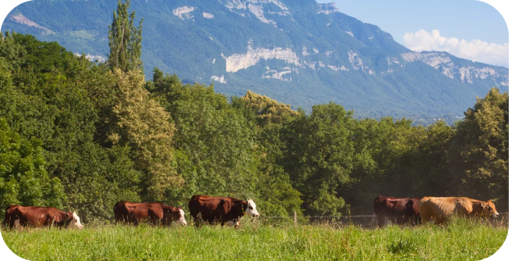 cows graze in a lush green field in front of snow-capped mountains and blue sky