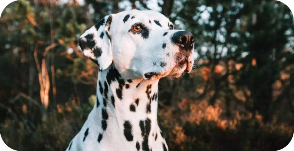 headshot of a dalmatian looking up towards the sun, sitting in front of a wooded outdoor area
