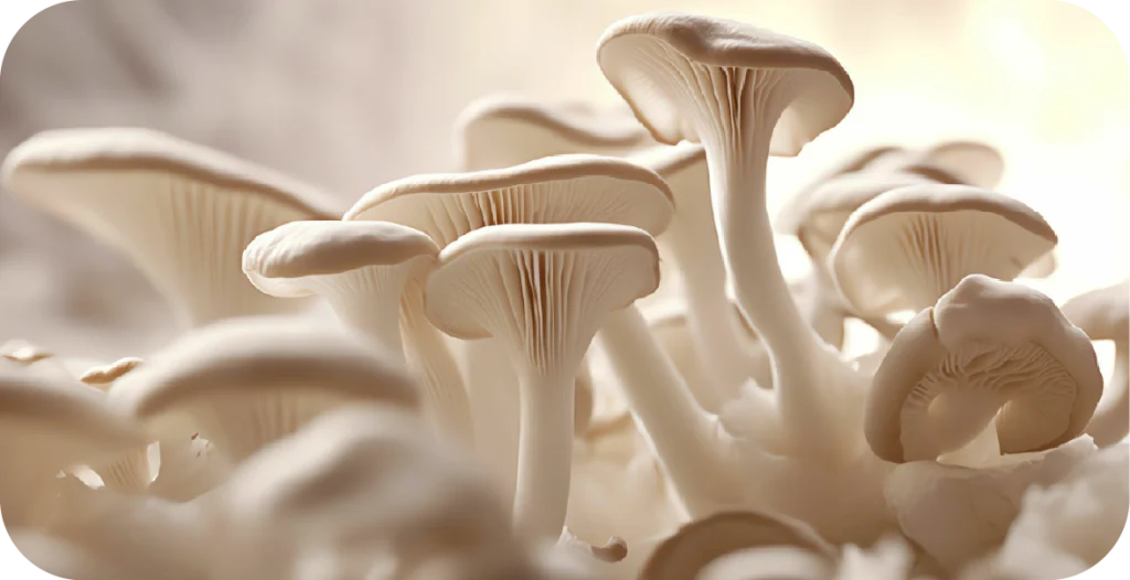 a microscopic close-up of white and beige fungi clumped together