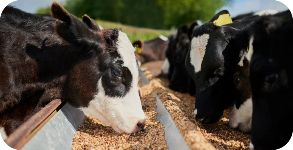a close up photograph of a number of cows eating feed from a trough