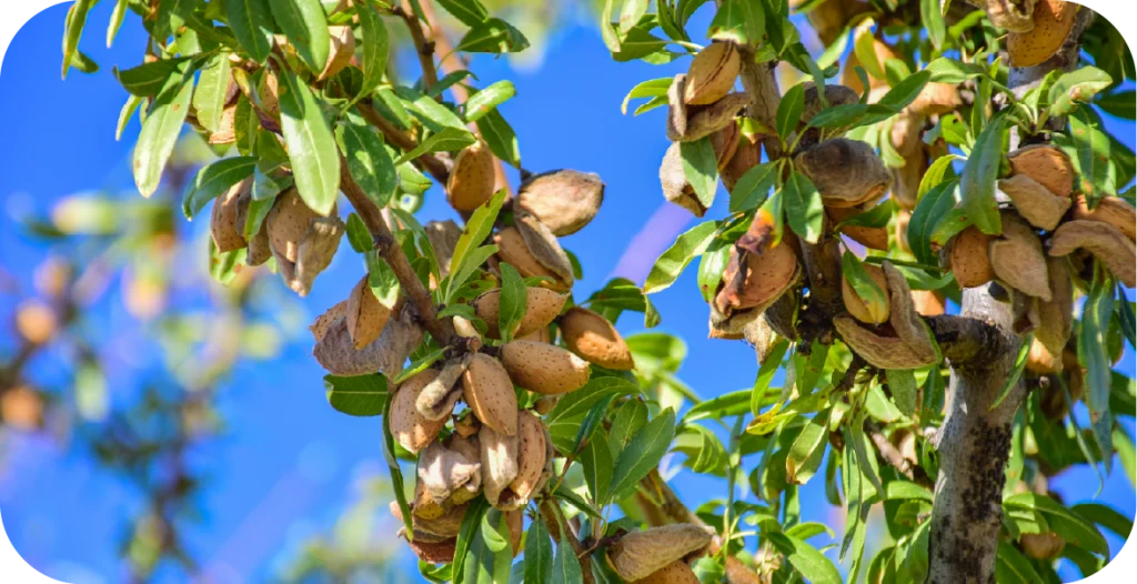 almonds ripening on a tree in front of a blue sky