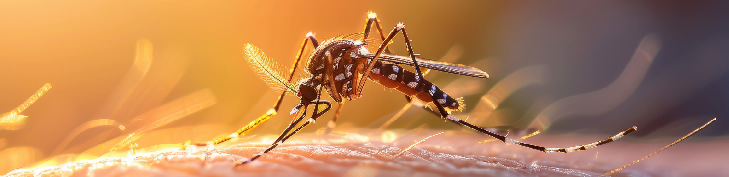 an extreme closeup photograph of a mosquito on a human arm