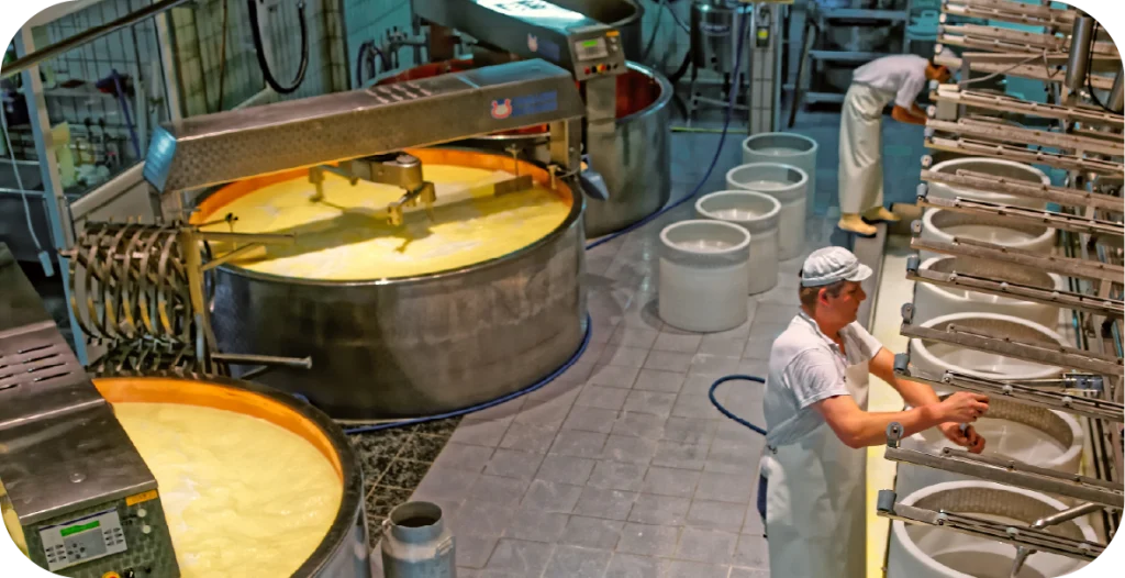two workers in a cheese factory process food