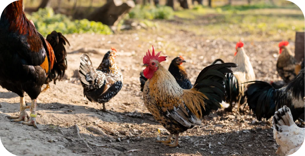 chickens in a field in the sunshine. Chicken meat should be subjected to antibiotic residue testing