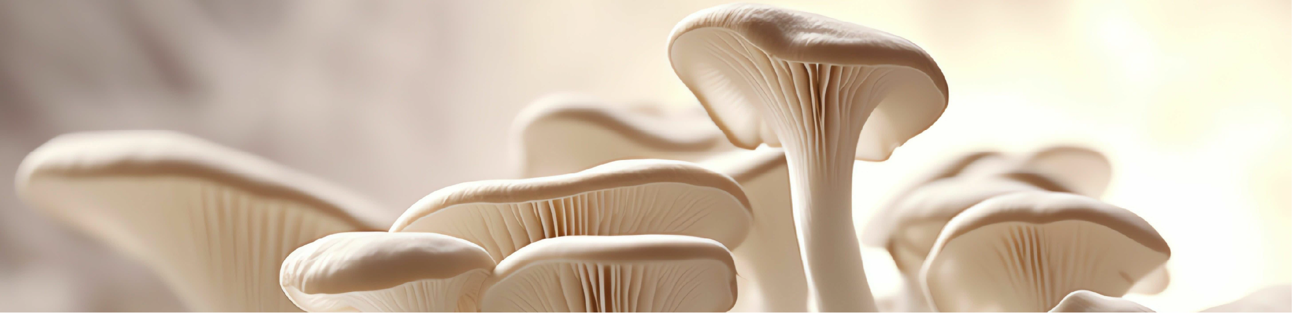 white and beige fungi clustered together