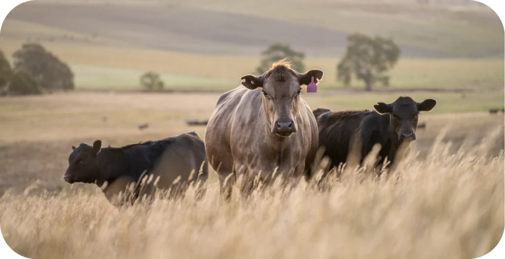 three cows graze in a field. Beef and associated products need to be subjected to Hormone and anabolic testing