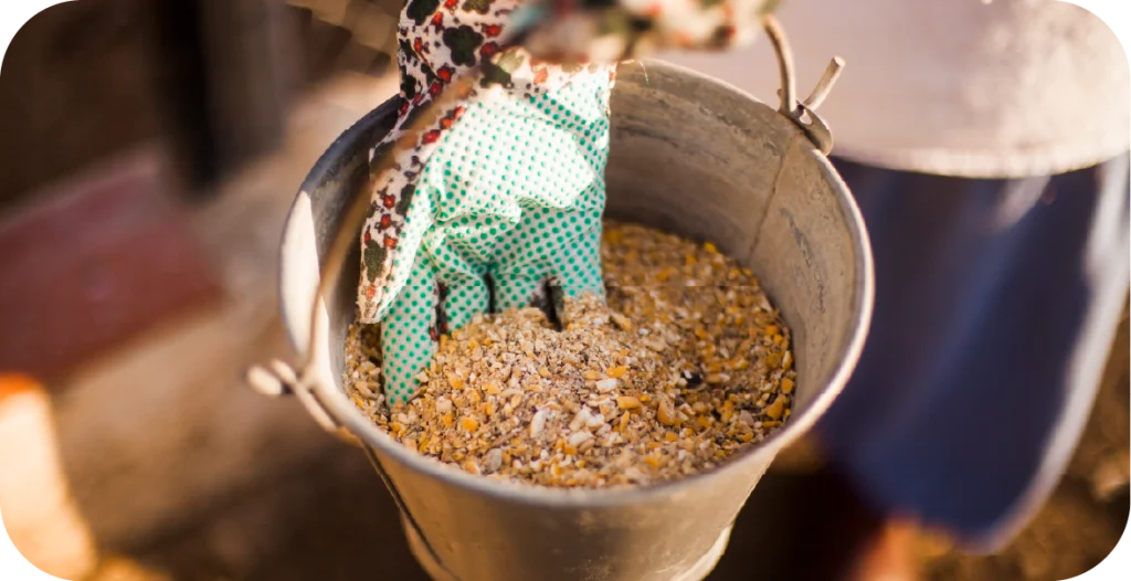 a gloved hand prepares to extract feed from a bucket for farm animals. This feed should be subjected to T-2 / HT-2 toxin testing for quality and protection