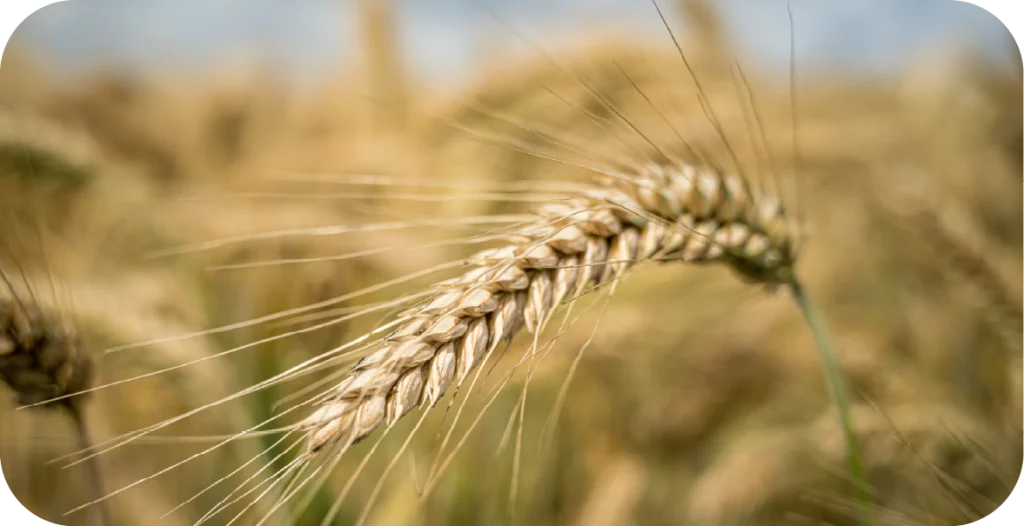 an ear of wheat in a field on a sunny day