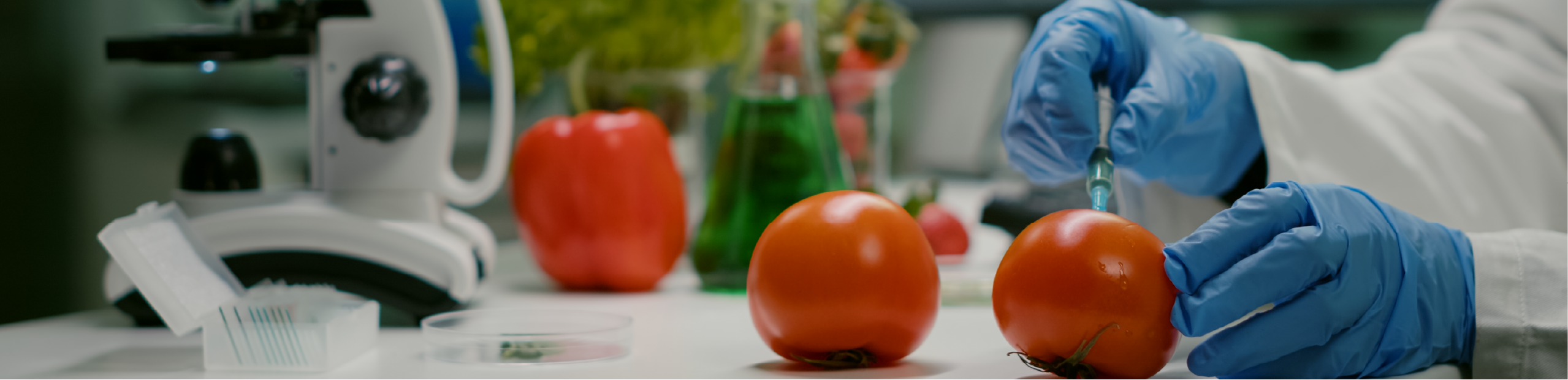 a scientist probes a tomato in a laboratory
